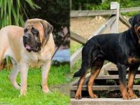 英国獒犬与罗威纳犬哪个看家好?