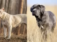 阿根廷杜高犬与卡斯罗犬有什么区别,那个好?