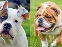 美国斗牛犬与英国斗牛犬有什么区别?