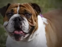 古代英国斗牛犬与英国斗牛犬哪种性格比较温顺,有什么区别?