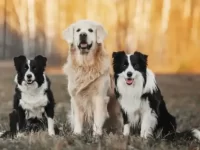 边境牧羊犬与金毛猎犬哪个运动能力强智商高?