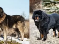高加索牧羊犬与藏獒哪个厉害?8种方法可以让你区分它们!