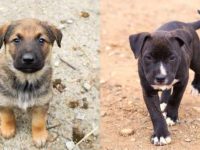 高加索牧羊犬与美国比特犬有什么不同之处?