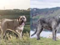 英国獒犬与爱尔兰猎狼犬有什么区别?哪个厉害