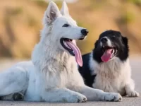 边境牧羊犬与德国牧羊犬哪个更聪明好养?