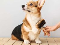 纯种柯基犬幼犬多少钱一只?影响柯基犬的价格有那些？