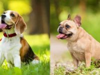 比格犬与法国斗牛犬哪个好养?