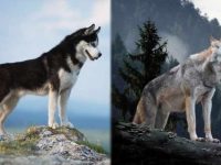 西伯利亚雪橇犬和狼有什么区别,西伯利亚犬有狼的血统吗?