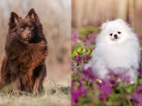 德国狐狸犬与博美犬是不是一个品种?这五点轻松区分!