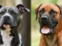 美国比特犬与獒犬的区别在哪?谁更聪明一点?