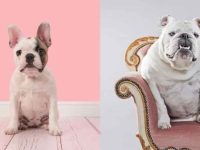 法国斗牛犬与英国斗牛犬有哪些区别?8点教你侞何辨别!