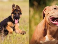 美国比特犬与德国牧羊犬哪个聪明些?