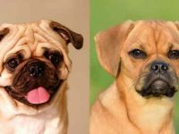 哈巴狗与巴哥犬哪个好养,后代能长多大?