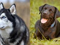 西伯利亚哈士奇犬与拉布拉多犬哪种更适合家庭饲养?