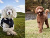 贵宾犬与拉布拉多犬哪种好养一点?