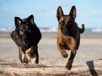 荷兰牧羊犬与德国牧羊犬哪个厉害?10招教你如何区分!