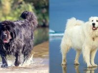 纽芬兰犬与大白熊犬哪个好,有什么吸引人的地方?