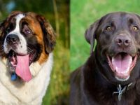 圣伯纳犬与拉布拉多犬有什么区别,哪个贵?
