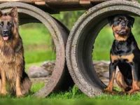 罗威纳犬与德国牧羊犬优缺点对比是什么?