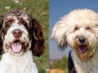 伯恩山犬和牧羊犬哪个聪明,容易训练