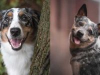 澳大利亚牧羊犬与澳大利亚牧牛犬外貌性格有什么区别?