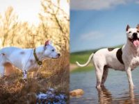 阿根廷杜高犬与美国比特犬外观与性格有什么区别?