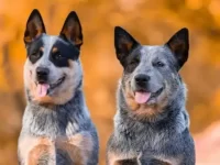 澳大利亚牧牛犬与蓝色赫勒犬有什么区别,哪种智商高?