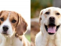 比格犬与拉布拉多犬的优缺点有何不同?