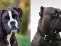 拳师犬与美国比特犬有什么区别,哪个厉害?