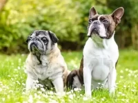 哈巴狗与波士顿梗有什么区别,哪个好养活