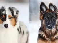 澳大利亚牧羊犬与德国牧羊犬有什么区别,你最爱哪一款?