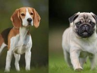 比格犬与哈巴狗有什么区别,哪只容易训练?