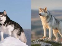 阿拉斯加雪橇犬与西伯利亚雪橇犬外貌上有什么区别?