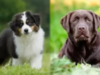 澳大利亚牧羊犬与拉布拉多犬的区别有哪些,谁更聪明