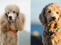 贵宾犬和金毛贵宾犬哪个好养活?