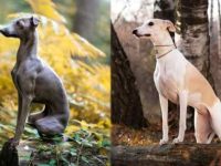 惠比特犬和意大利小灵缇有啥区别?8点教你侞何辨别!
