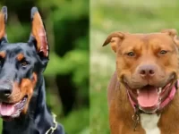 杜宾犬与美国比特犬有什么区别?那种可以当护卫犬吗?