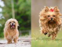 丝毛梗与约克夏梗哪个好养?需要多少钱一只