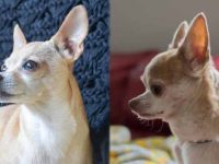 鹿头吉娃娃与苹果头吉娃娃外貌特征有什么区别?