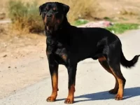 美国罗威纳犬与德国罗威纳犬有哪些区别?能不能当护卫犬?