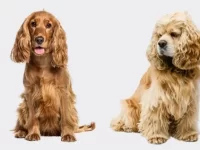 英国可卡犬与美国可卡犬有什么区别及特点