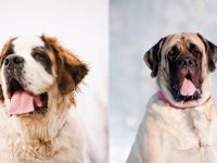 圣伯纳犬与英国獒犬哪个好,脾气性格怎么样?