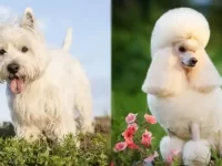 西高地白梗与贵宾犬哪种漂亮又好养?