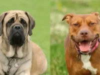 英国獒犬与比特犬哪个适合看家护院?