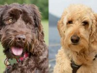 拉布拉多犬和金毛犬哪个容易训练适合家养