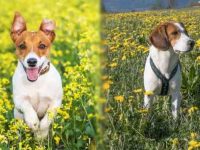 杰克罗素梗与比格犬哪个智商高?