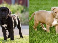 卡斯罗犬与美国比特犬有什么区别?那种适合当护卫犬?