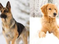 德国牧羊犬与金毛猎犬哪种适合当护卫犬?