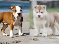 美国比特犬与西伯利亚哈士奇哪种适合看家护院?