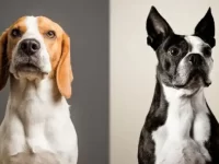 比格犬与波士顿梗好养吗,两个品种有哪些区别?